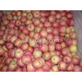 Fresh Fresh Qulality Fuji apple